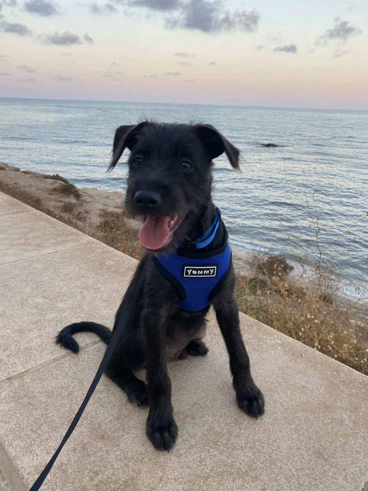 Naomi Morgan's dog Tommy by the sea