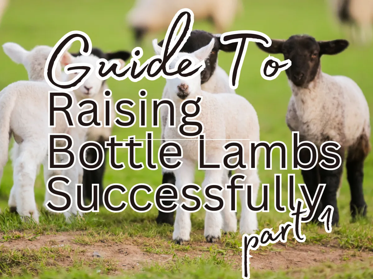 Raising Bottle lambs successfully