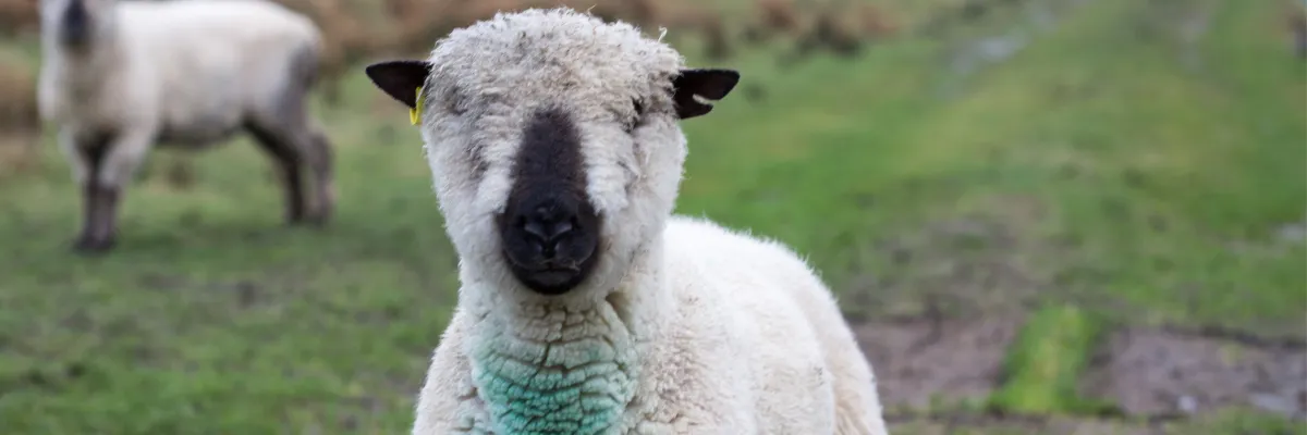 Starting or expanding a homestead flock is one of the most rewarding steps you can take toward self-reliance.