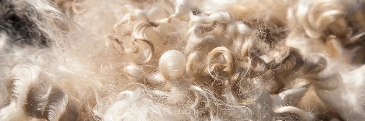 Choosing the Right Sheep Breed for Fleece
