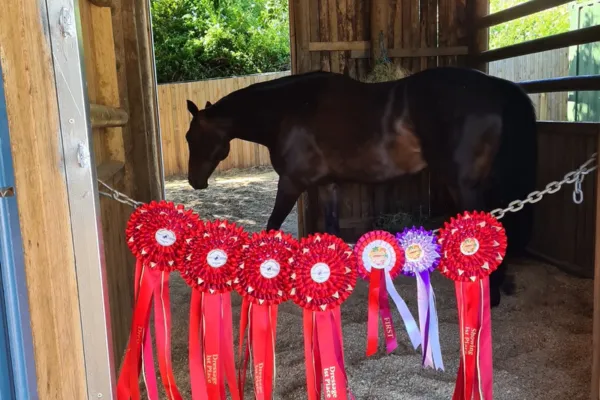 The Rider who Never thought she would Jump again