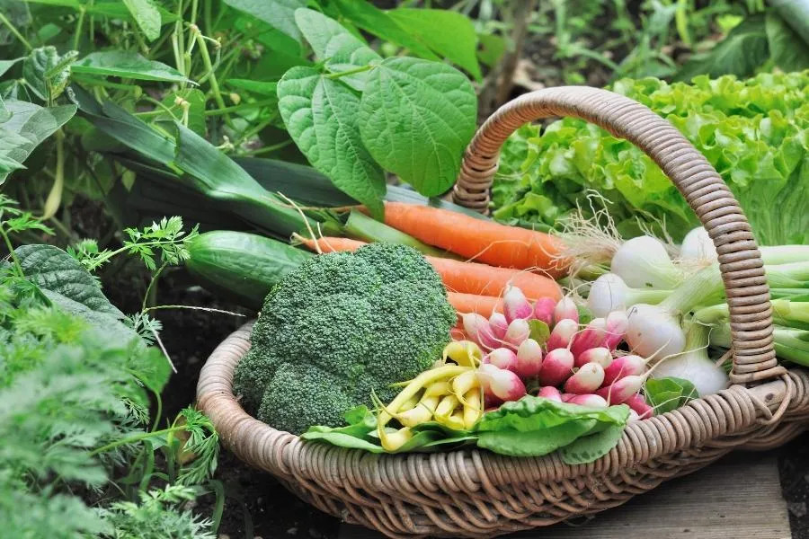 basket of vegetables