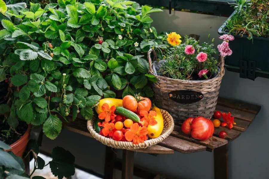 vegaetables and flowers