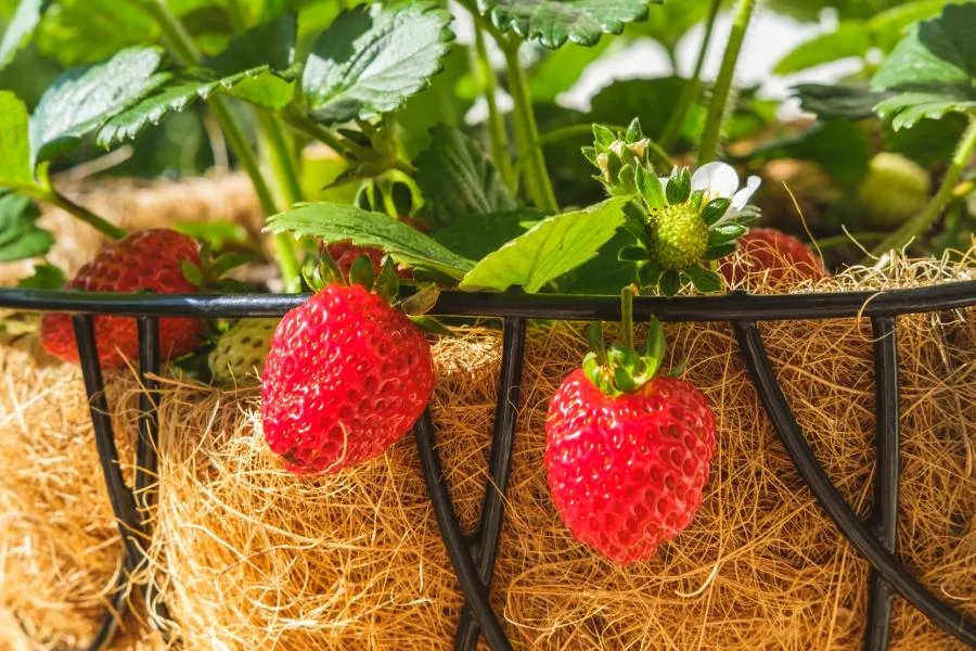 strawberries in hanging basket