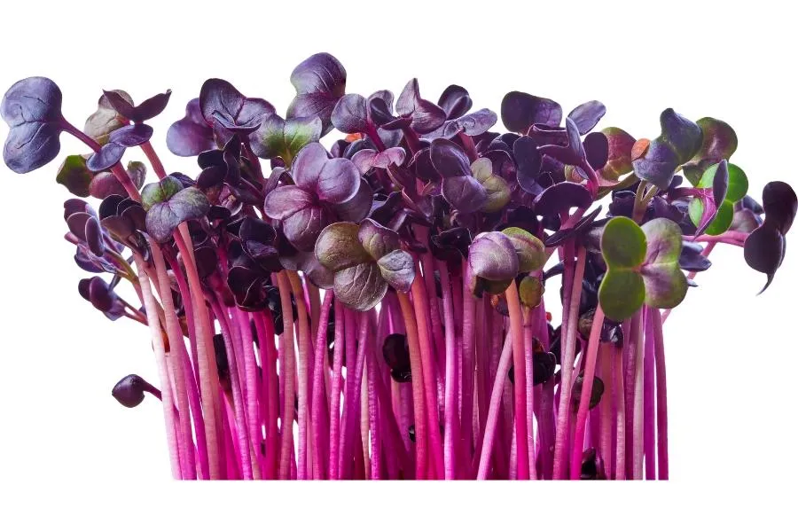 radish microgreens