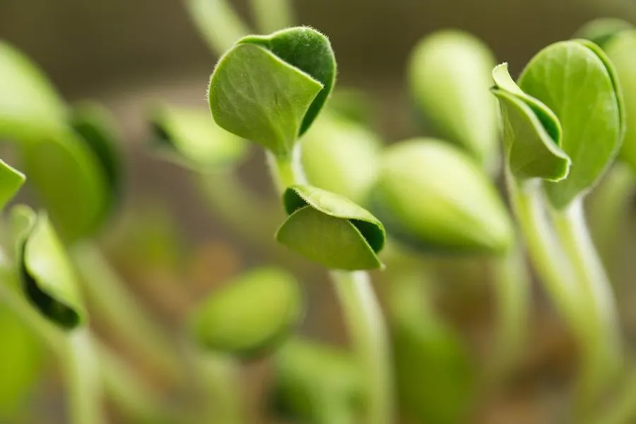 microgreens