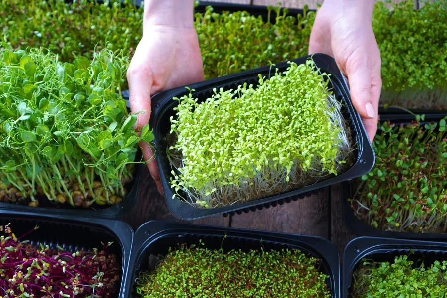 6 High-Protein Microgreens That You Can Easily Grow Indoors