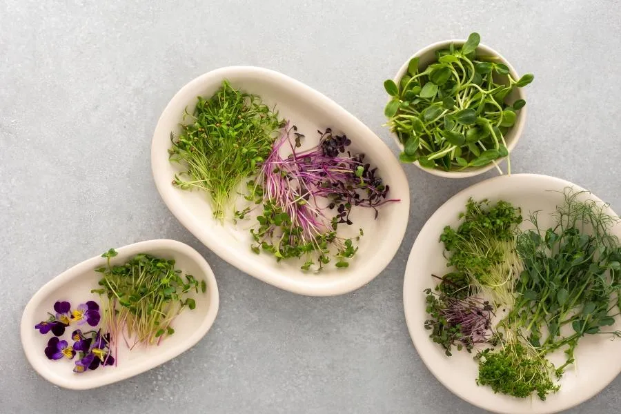high protein microgreens