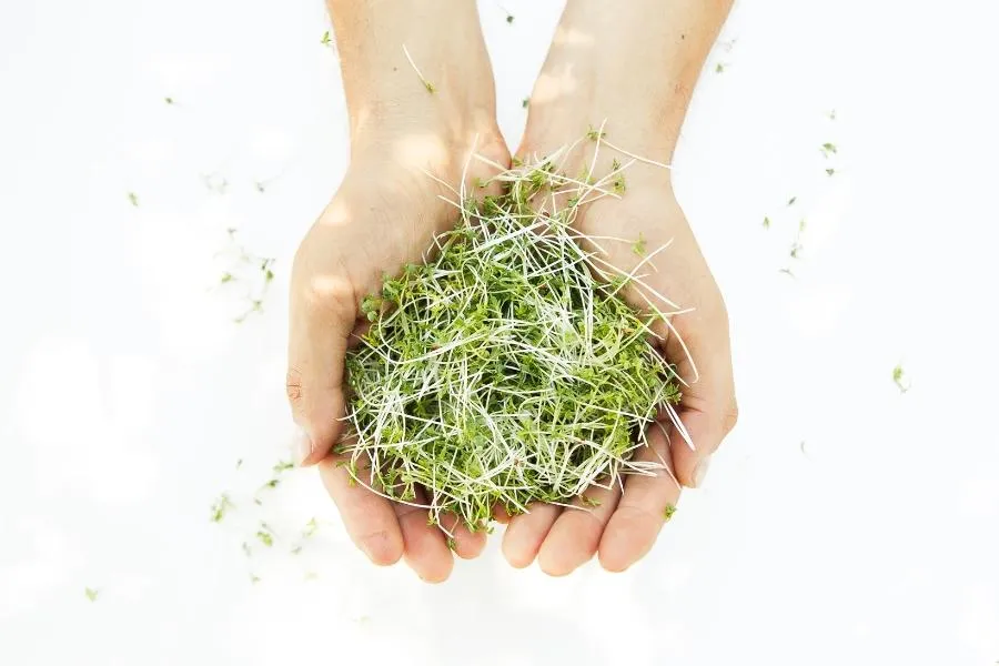 woman holding microgreens