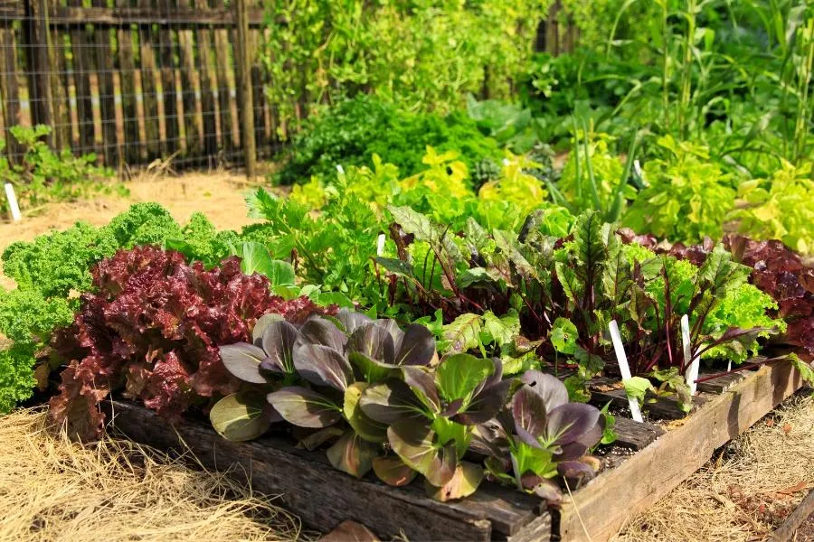 vegetable garden