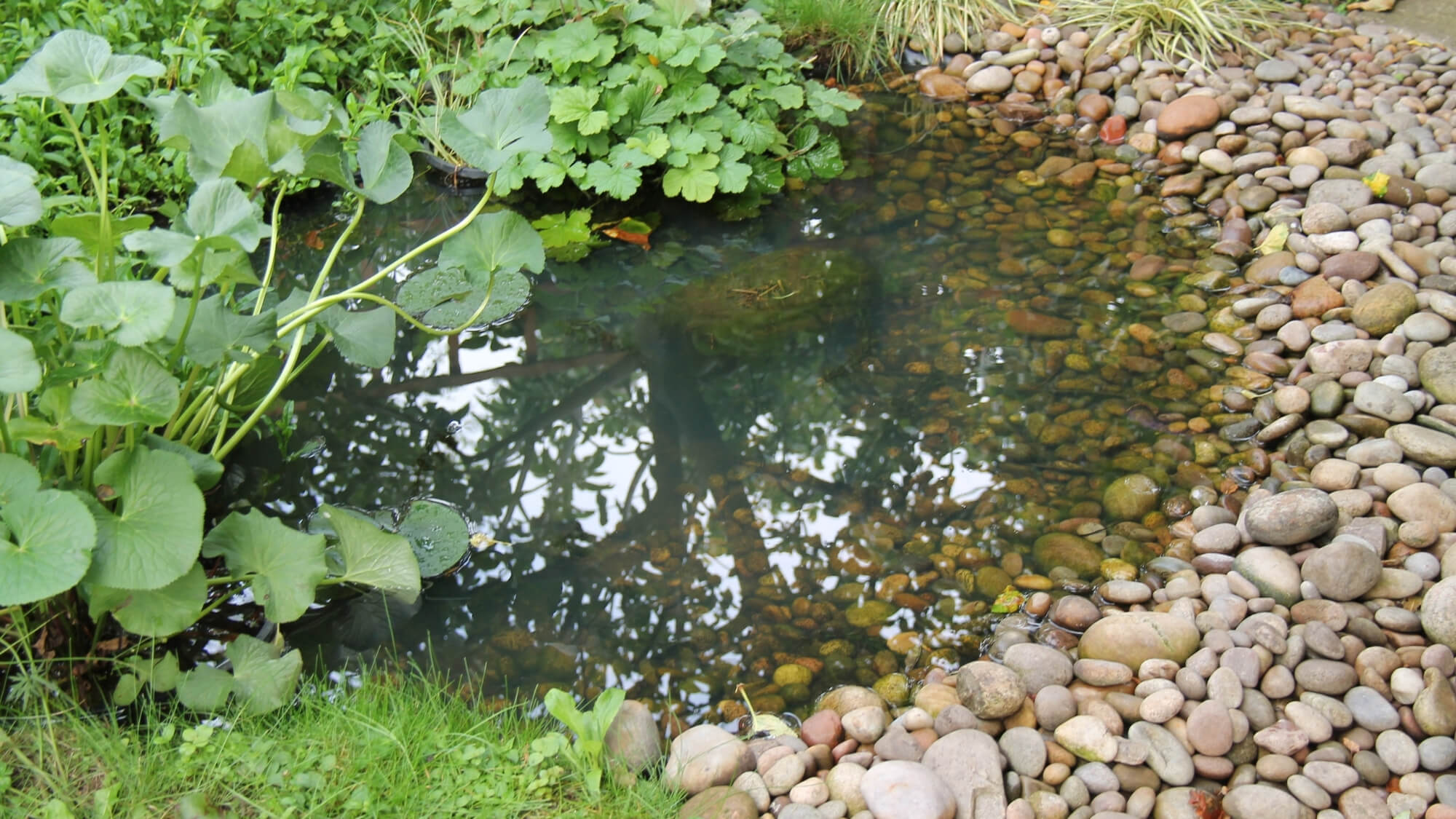 wildlife garden design with natural pond and biodiversity planting