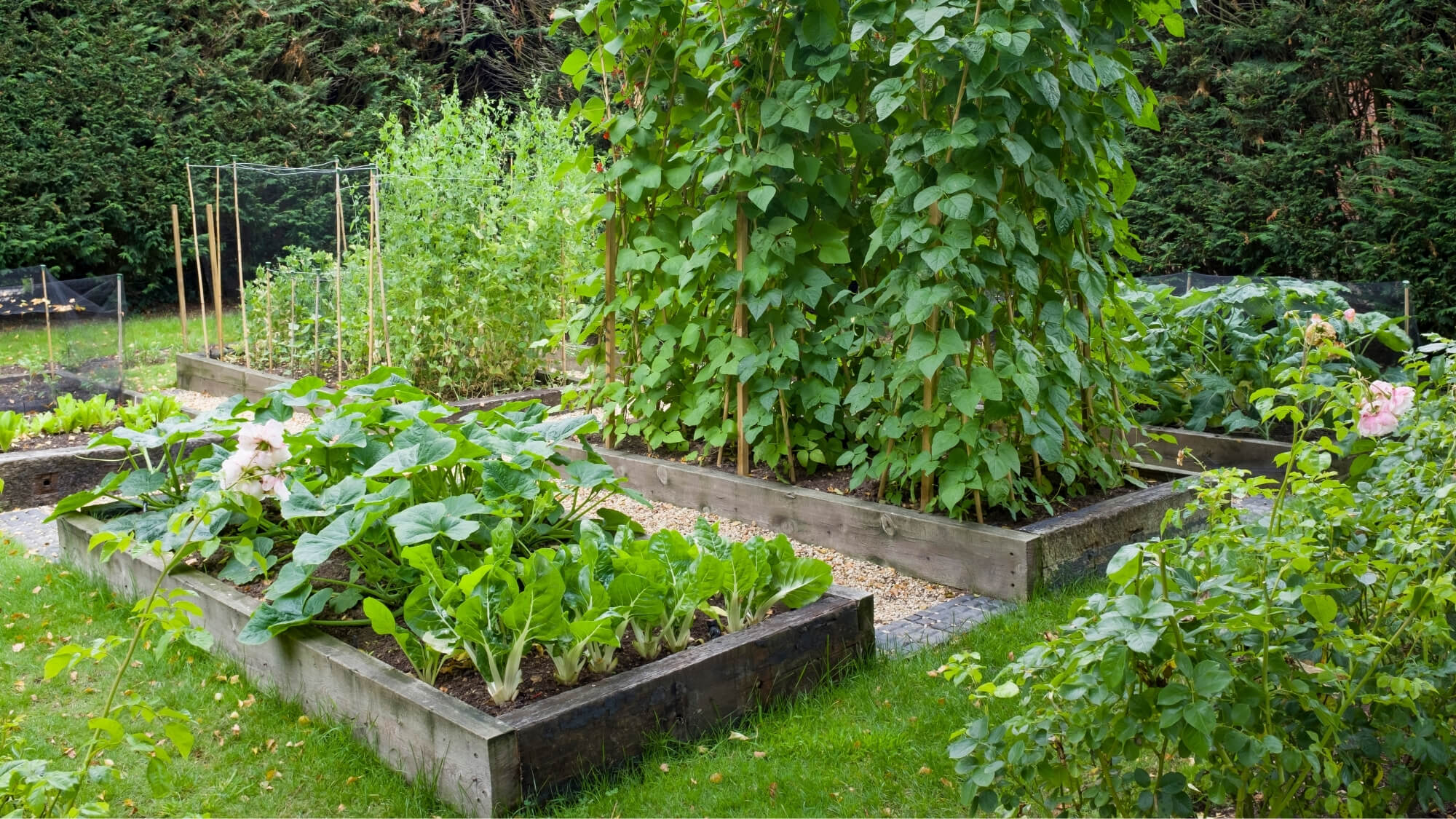 raised vegetable beds with leafy greens in edible garden in Sutton
