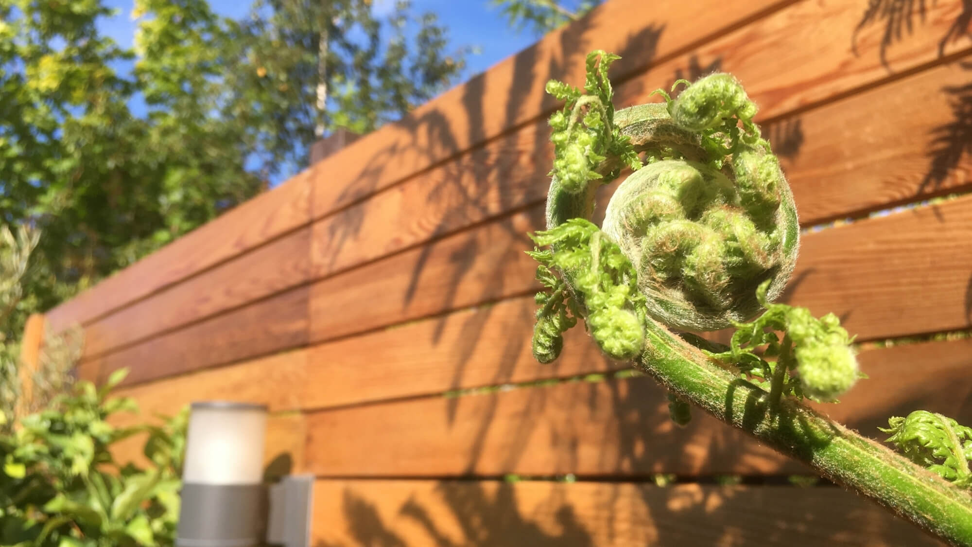 Modern cedar timber garden screening with contemporary planting detail in Carshalton Beeches