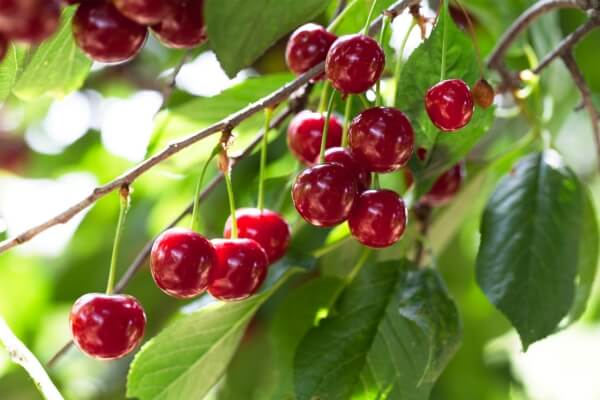 Edible ornamental cherry fruit illustrating productive and decorative planting schemes
