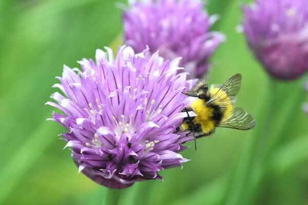 Bee pollinating eco-friendly perennial chive flower, supporting sustainable garden planting