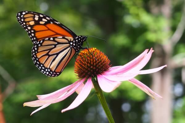 Wildlife-friendly garden planting featuring butterfly on echinacea flower supporting biodiversity