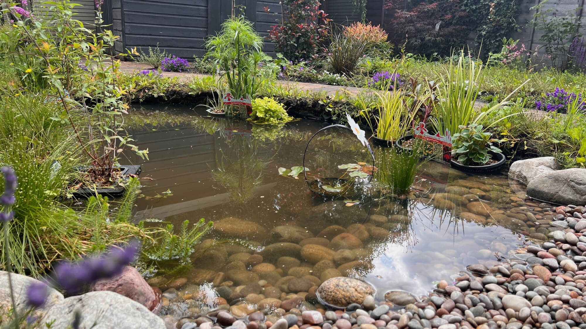 Wildlife pond habitat with aquatic plants in South Croydon wildlife garden