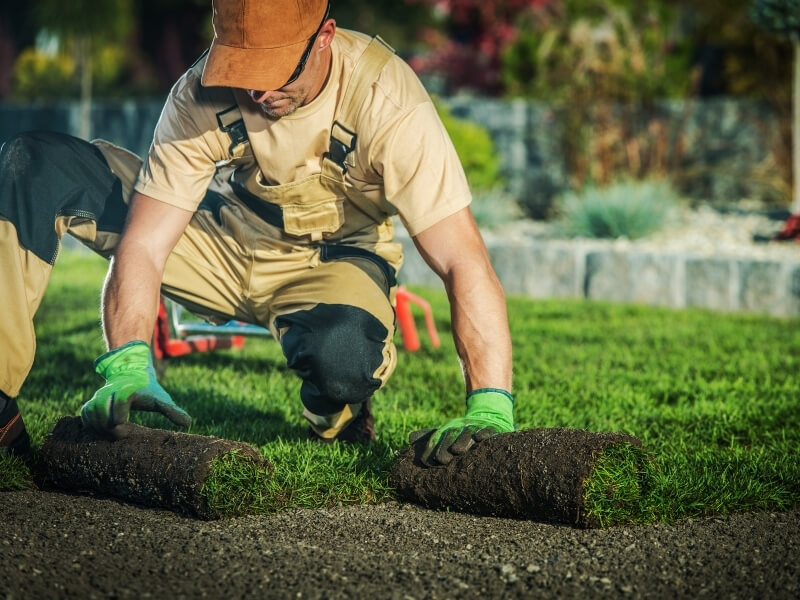 Landscape gardener laying lawn turf in family garden in South London