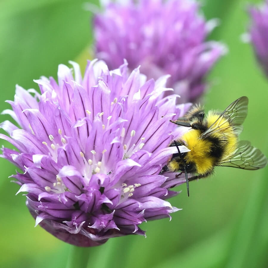 wildlife-friendly garden planting in Sutton with bee on flowering chive plant