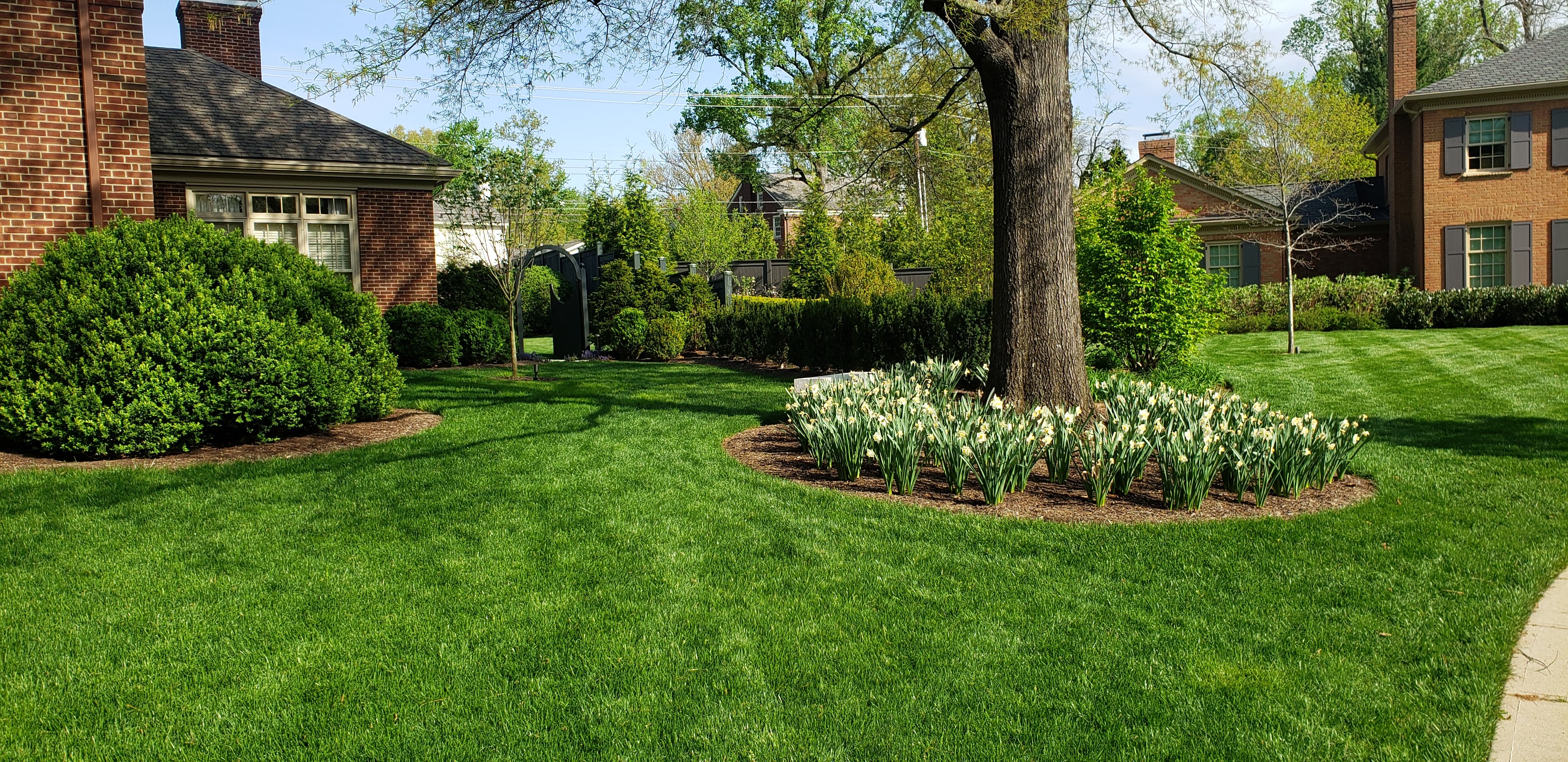 Choosing the Right Grass for Your Lexington, KY Lawn (What Works in Our Climate)