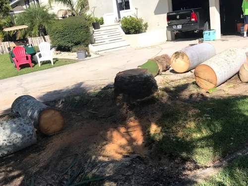 Ellenton Tree removal