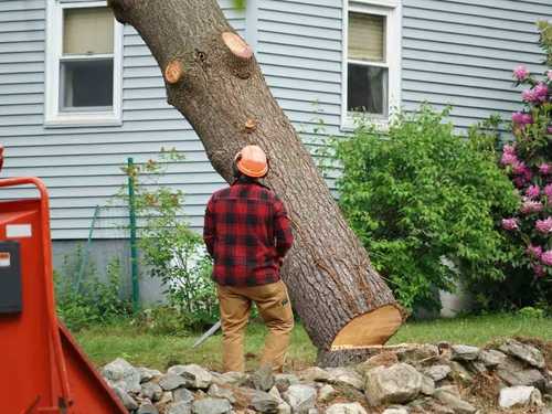 Tree removal