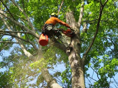 {{ custom_values.service_1 }} in {{custom_values.biz_area_1})