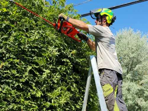 Tree pruning in Manatee County