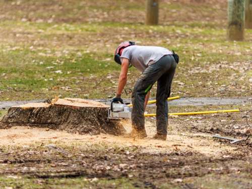 Stump grinding in Manatee County