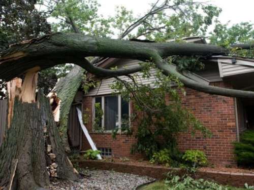 Emergency tree service in Manatee County