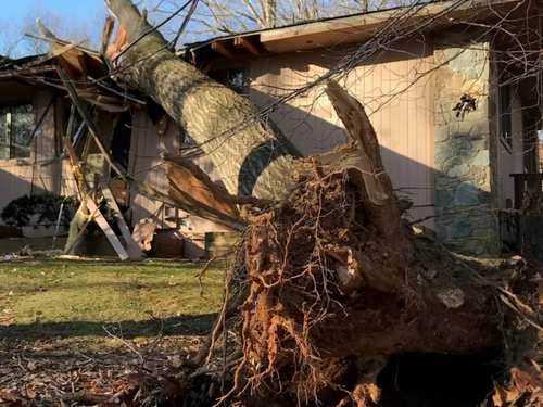 Sarasota Emergency tree service