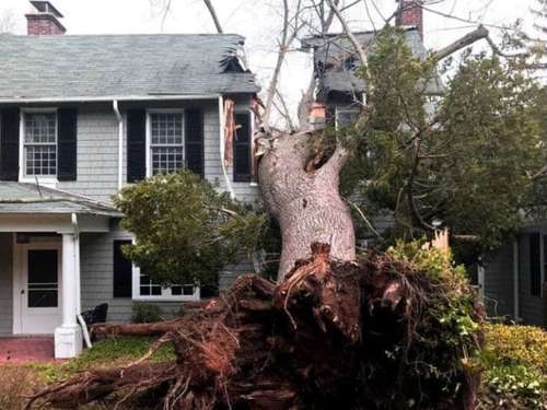 Ellenton Emergency tree service