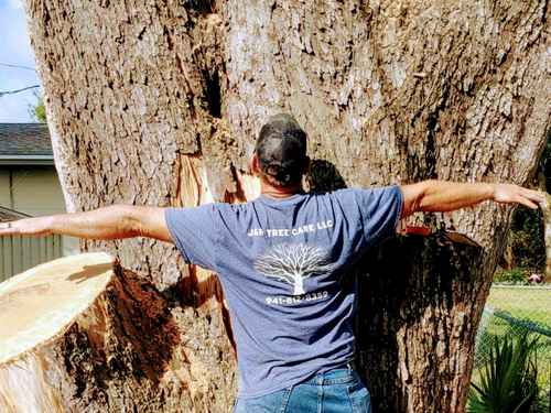 Tree removal in Manatee County