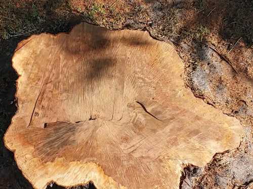 Emergency tree service Manatee County