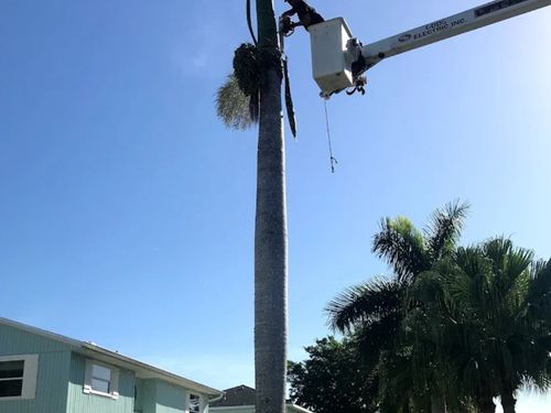 Tree pruning Manatee County