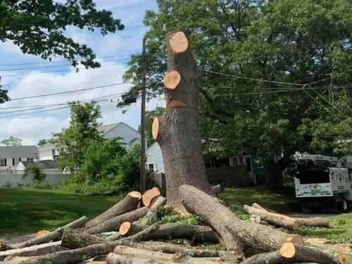 Tree Services Manatee County