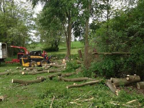 Stump grinding Manatee County