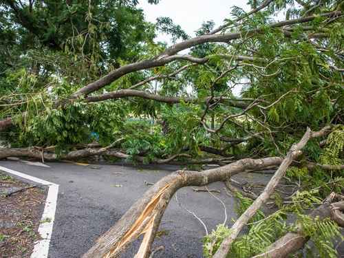 Tree removal Manatee County