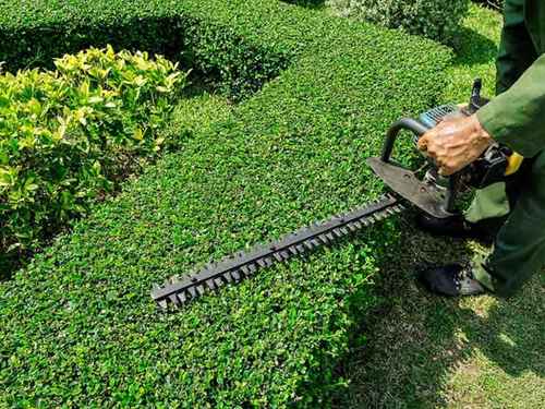 Tree pruning Manatee County