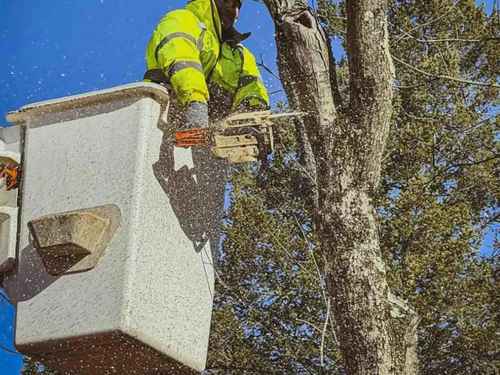 Emergency tree service Manatee County