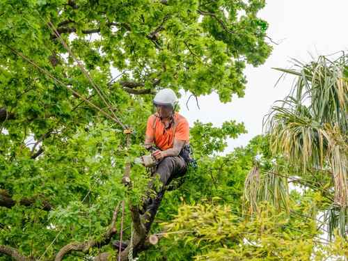 Tree pruning 