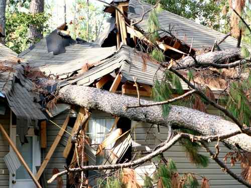 Tree pruning Manatee County