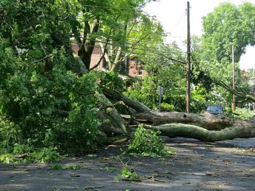 Stump grinding Manatee County