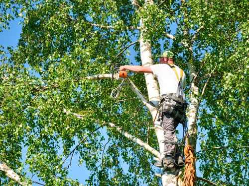 Tree removal Manatee County
