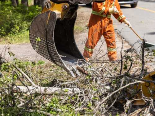 Tree removal Manatee County