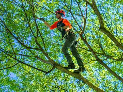 Stump grinding Manatee County