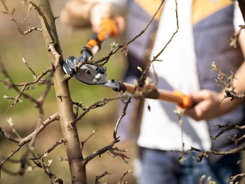 Bradenton Stump grinding