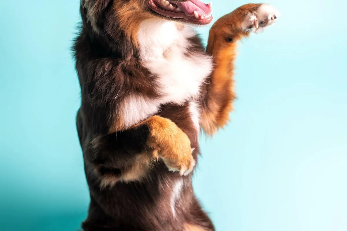  Basic Obedience Training