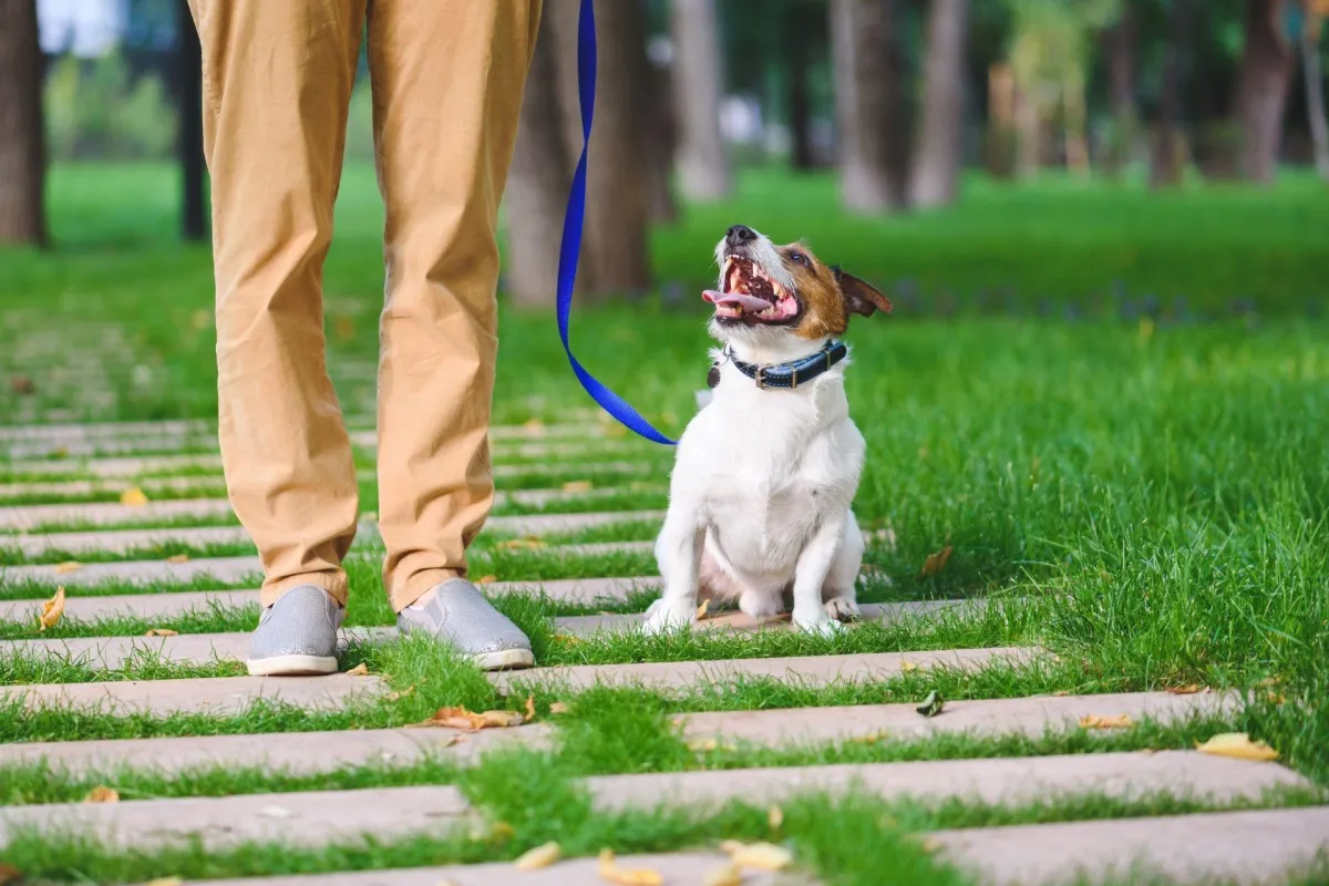 Roman Forest Advanced Obedience Training