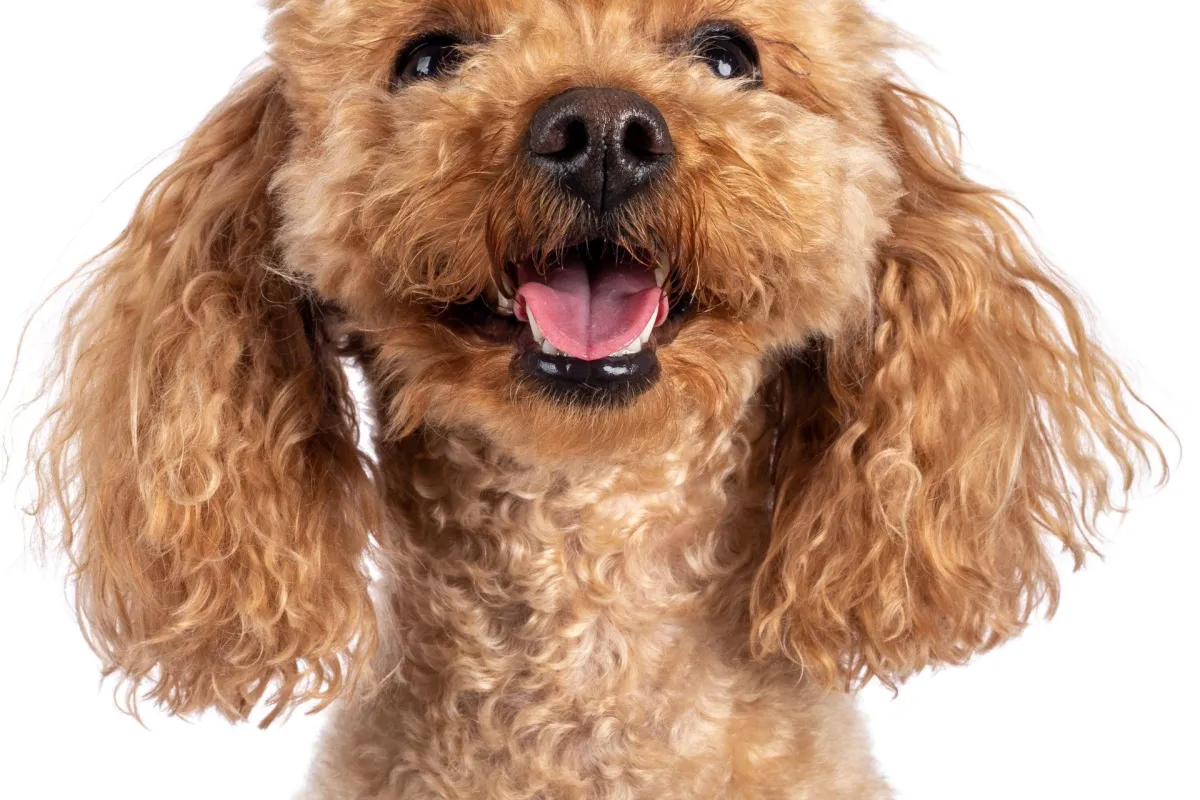  Basic Obedience Training